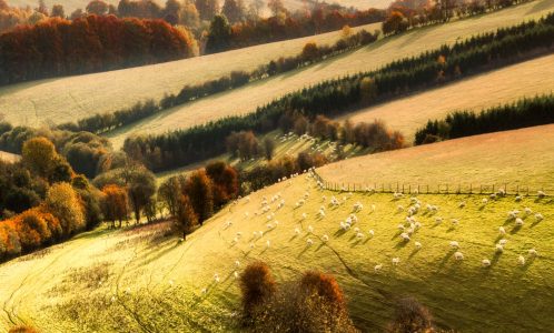 Peaceful Grazing Jigsaw Puzzle