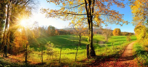 Peaceful Pasture Jigsaw Puzzle