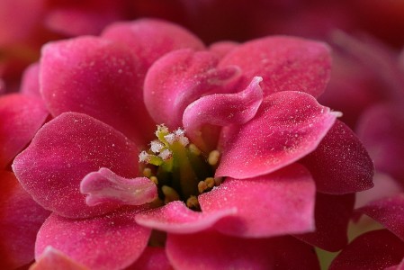 Peach Blossom Jigsaw Puzzle