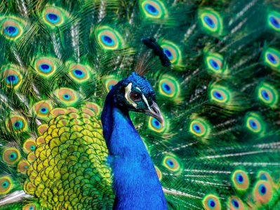 Peacock Jigsaw Puzzle