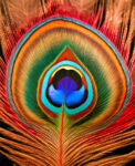 Peacock Feather Pattern Jigsaw Puzzle