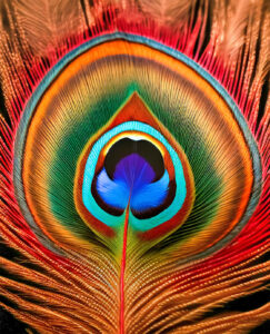 Peacock Feather Pattern Jigsaw Puzzle