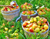 Pear Baskets