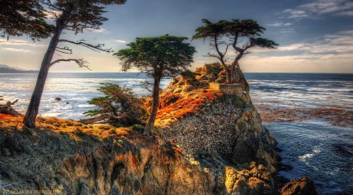 Pebble Beach Cypress Jigsaw Puzzle