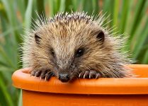 Peeking Hedgehog