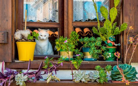 Peering Cat Jigsaw Puzzle