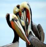 Pelican