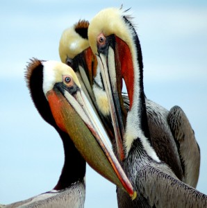 Pelican Jigsaw Puzzle