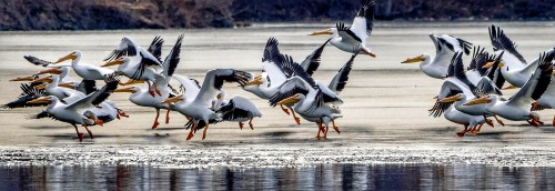 Pelican Flight Jigsaw Puzzle