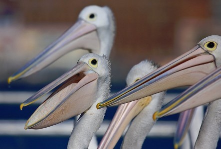 Pelicans Jigsaw Puzzle