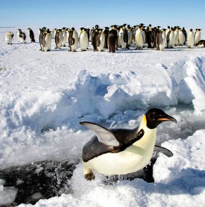 Penguin Gathering Jigsaw Puzzle