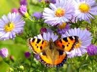 Perched Butterfly