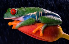 Perched Frog