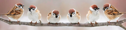 Perched Sparrows Jigsaw Puzzle