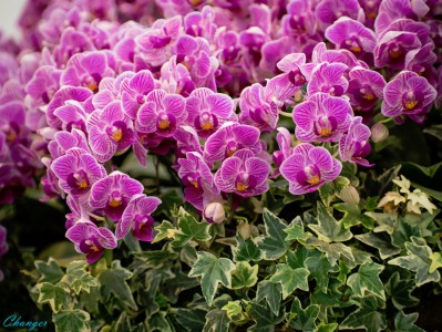 Phals Jigsaw Puzzle