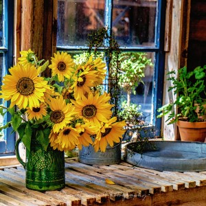 Picked Sunflowers Jigsaw Puzzle