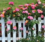 Picket Fence Roses