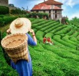 Picking Tea Leaves