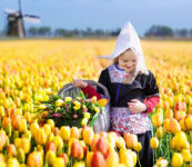 Picking Tulips