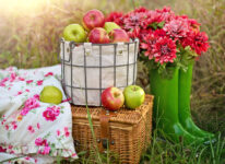 Picnic Apples