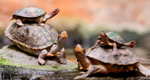 Piled Turtles Jigsaw Puzzle