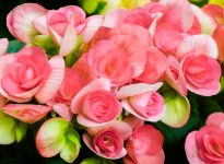 Pink Begonias