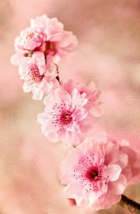 Pink Blossoms Jigsaw Puzzle