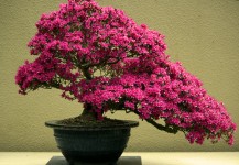 Pink Bonsai