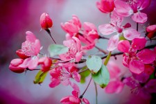 Pink Cherry Blossoms