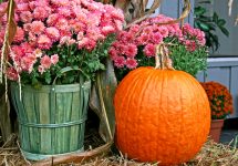 Pink Chrysanthemums