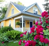 Pink Rose Bush