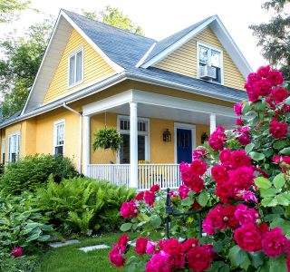 Pink Rose Bush Jigsaw Puzzle