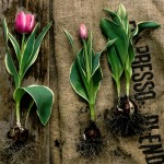 Planting Tulips