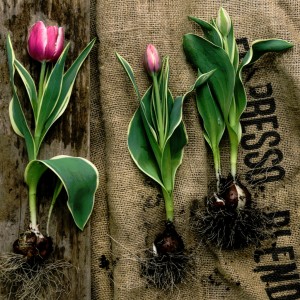 Planting Tulips Jigsaw Puzzle