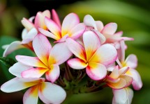 Plumeria Rubra