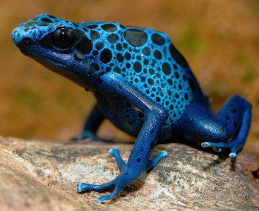 Poison Dart Frog Jigsaw Puzzle