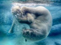 Polar Bear Play