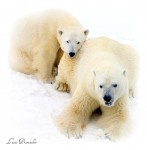 Polar Bears