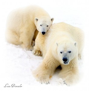 Polar Bears Jigsaw Puzzle