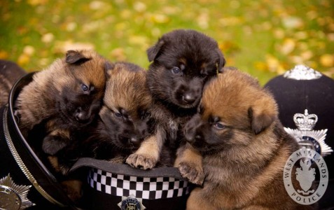 Police Puppies Jigsaw Puzzle