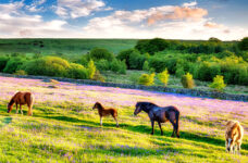 Ponies and Bluebells Jigsaw Puzzle