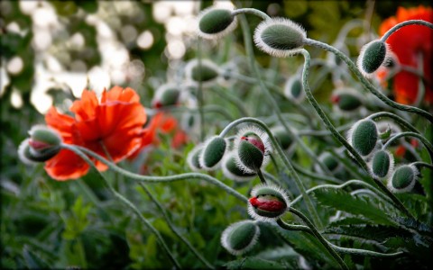 Poppies Jigsaw Puzzle