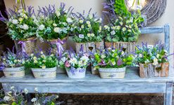 Potted Arrangements