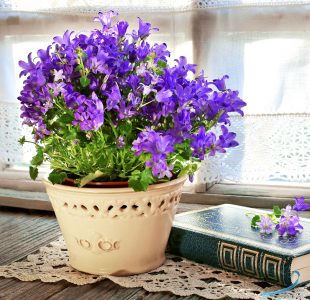 Potted Bluebells Jigsaw Puzzle