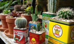 Potted Cacti