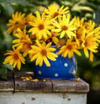 Potted Chamomile