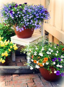 Potted Flowers Jigsaw Puzzle