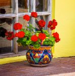 Potted Geraniums