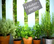 Potted Herbs