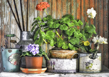 Potted Plant Display Jigsaw Puzzle
